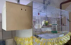 budgies2.webp