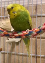 budgies4.webp