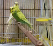 budgies.webp