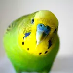 Budgie.jpg