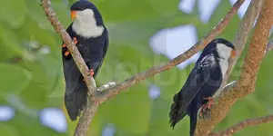 Blue lorikeet (Vini peruviana)