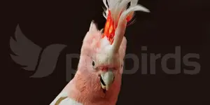 Major Mitchell's cockatoo (Lophochroa leadbeateri)