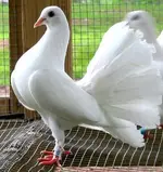 fantail pigeon.webp