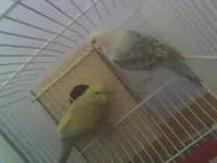 budgies.webp