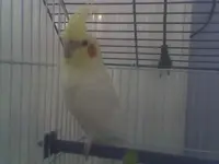 tiel.webp