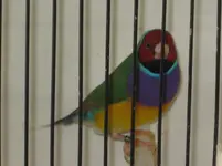 gouldian2.webp