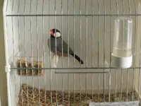 java sparrow.webp