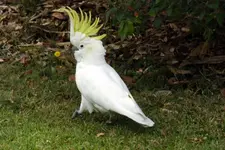 cockatoo1.webp