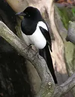 300px-Magpie_arp.webp