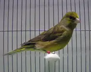 CanaryXGreenfinch.webp