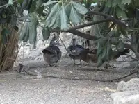 ντροπαλες καρολινες wood ducks.webp