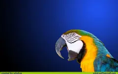 macawll0.webp