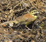 emberiza_cirlus_e1089.webp