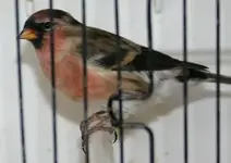 Redpoll.webp