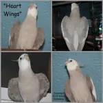 heart wings.webp