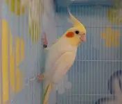 papagaloi-cockatiels-2.webp