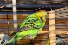 green_budgie_fluffed_up.jpg