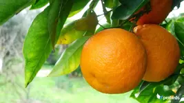 Πορτοκάλια (Citrus sinensis)