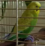 BUDGIE - 3 - SEBASTIAN.webp