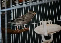 Gray canary_ 028.webp