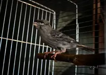 Gray canary_ 037.webp