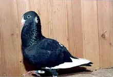 pigeon_dewlap.webp