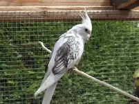 cockatiel new 010.webp