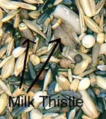 milk thistle.webp