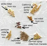 Comparing Millets and other seeds.webp