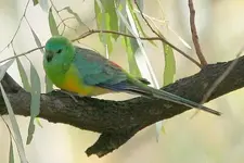 Red-rumped_Parrot.webp