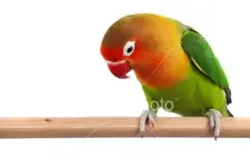 ist2_3746500-rosy-faced-lovebird-agapornis-roseicollis.webp