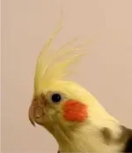 m_or_f_cockatil.webp