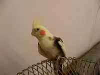 m_or_f_cockatil2.webp