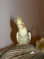 m_or_f_cockatil3.webp