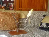 cockatiel_stand1.webp