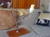 cockatiel_stand2.webp