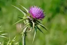 Milk_thistle_flowerhead.webp