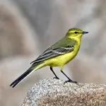 00334_Yellow Wagtail_Paul Hillion.webp