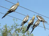 Nymphicus_hollandicus_-perching_on_wires_-Australia-6a.jpg