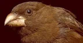 São Tomé grosbeak (Crithagra concolor)