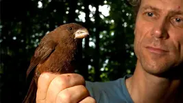 wild-sao-tome-grosbeak.webp