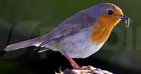 Κοκκινολαίμης (Erithacus rubecula)