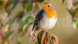 european-robin.webp