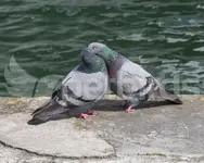 pigeons.webp