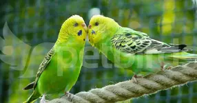 Παπαγαλάκια Budgie (Budgerigar)