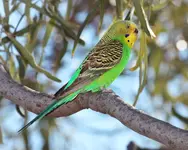 Budgerigar.jpg