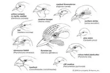 Passeriformes-beak.webp