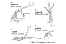 Passeriformes-feet.webp