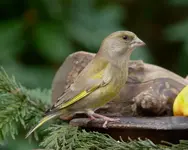 greenfinch-chloris.webp