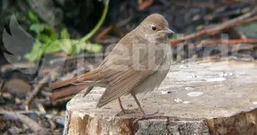 Τσιχλαηδόνι (Luscinia luscinia)